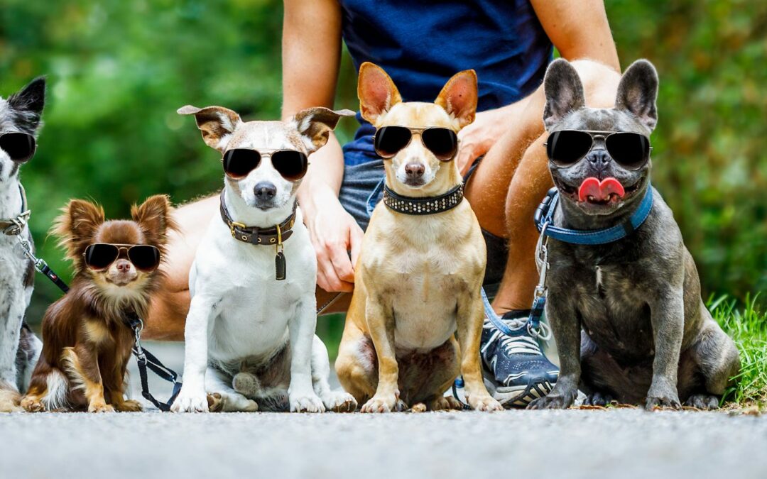 Our Furry Friends Feel Hot Temperatures Too